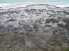 Curio Bay - fossilised trees