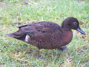 Patiki - Brown teal - these guys are an endangered species, probably due to being friendly and not liking flying all that much