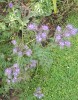 Phacelia tanacetifolia - really good plant to have around the garden to encourage predator insects such as hover fly