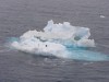 Adelie penguins on sea ice