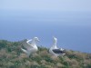 Royal albatrosses gamming