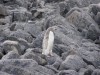 Leucistic Adelie penguin - same in all ways but lacking pigment in feathers
