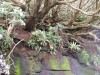 Ferns - Polystichum vestitum, Blechnum durum