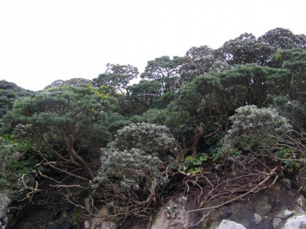 Mixed Olearia and Brachyglottis canopy vegetation