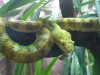 Snake in the Melbourne zoo