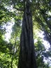 Small leaved strangling fig