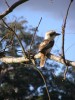 Kookaburra at Fig Tree Walk