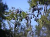 Bats on the highway