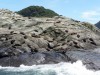 Seals on rocks at entrance to Doubtful Sound - Nee Islands