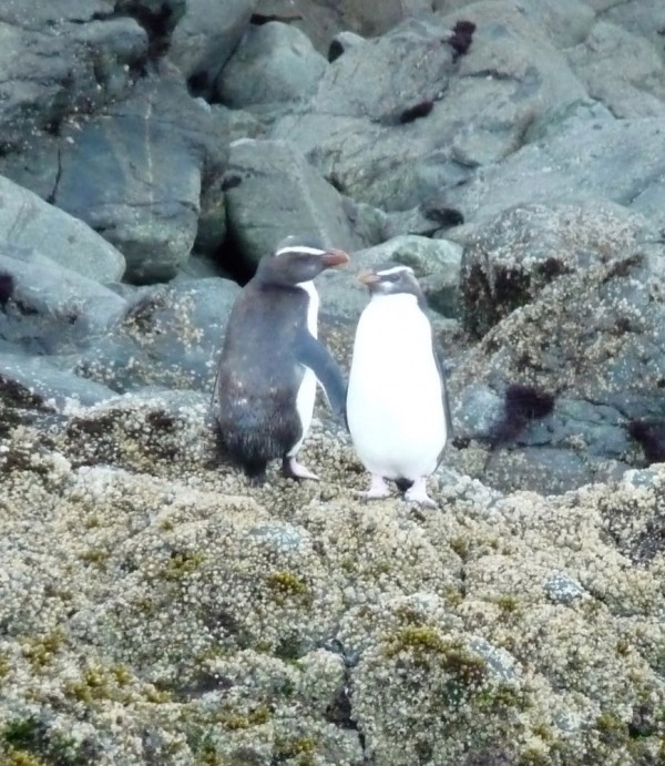 Fiordland Crested penguins
