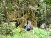 Very large old beech tree near Wilmot Pass