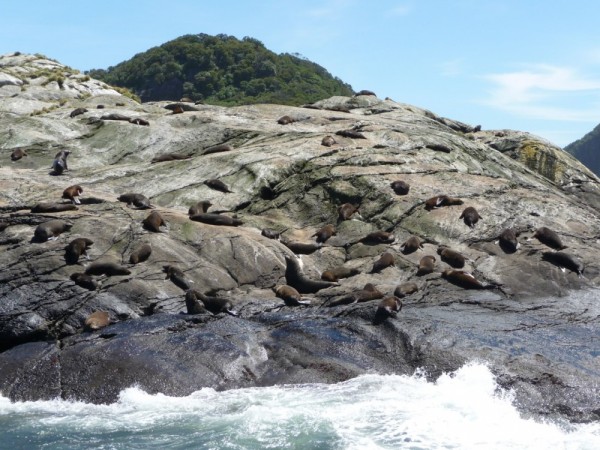 Seals on rocks at entrance to Doubtful Sound - Nee Islands