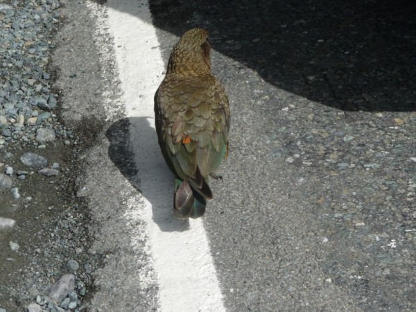 Dont take any notice of those don't feed the kea notices