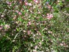 Mountain wineberry (Aristotelia fructicosa) I think