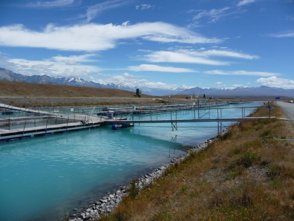 Mt Cook Salmon farm on the hydro canal