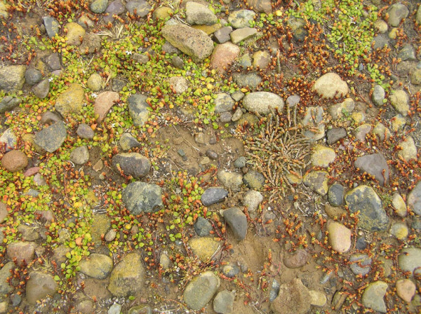 Little things that grow in a harsh environment at the very bottom of the South Island