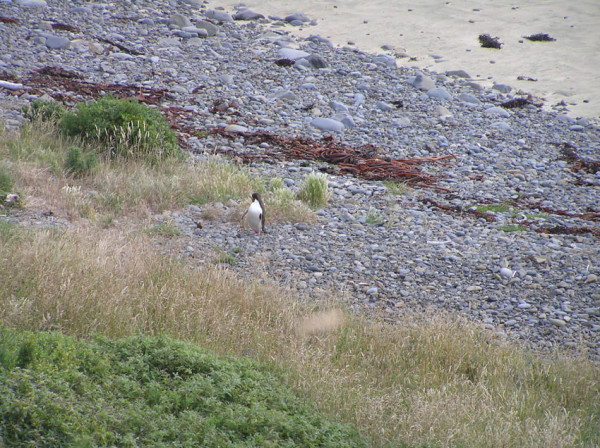 Yellow eyed Penguin at Nugget Point