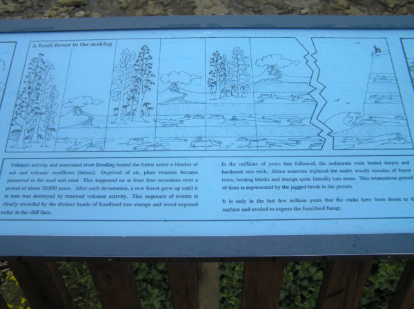 Fossilised forest info