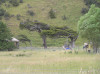 Cannibal Bay - wind blown trees. There were no cannibals, only one dead seal
