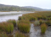 Tautuku estuary from the end of the boardwalk- where I saw a fernbird