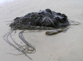 More kelp - Cannibal bay