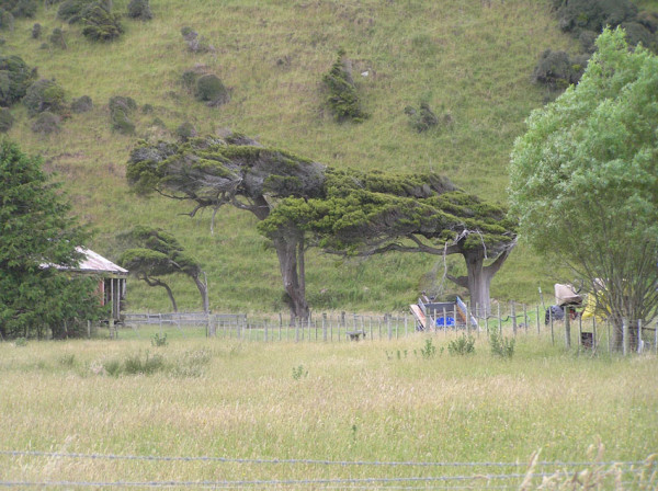 Cannibal Bay - wind blown trees. There were no cannibals, only one dead seal