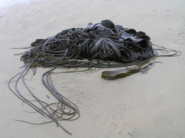 More kelp - Cannibal bay