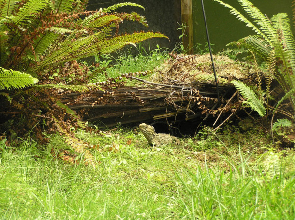 Tuatara used for breeding