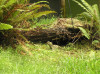 Tuatara used for breeding