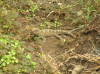 baby tuatara
