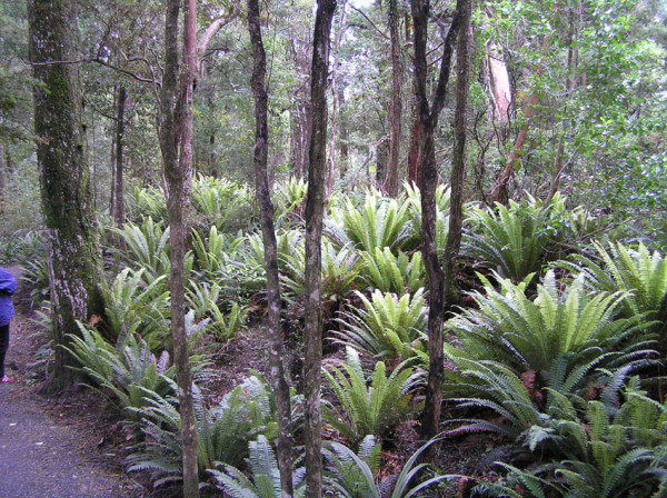 Crown ferns