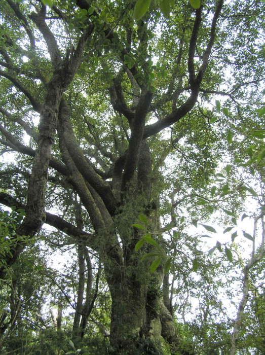 big old trees and windy