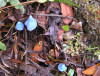 Entoloma