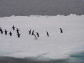 Adelies on an icefloe