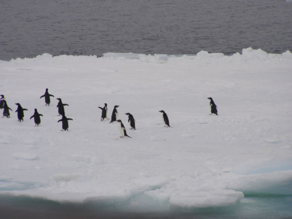 Adelies on an icefloe