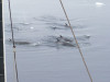 Minke Whales