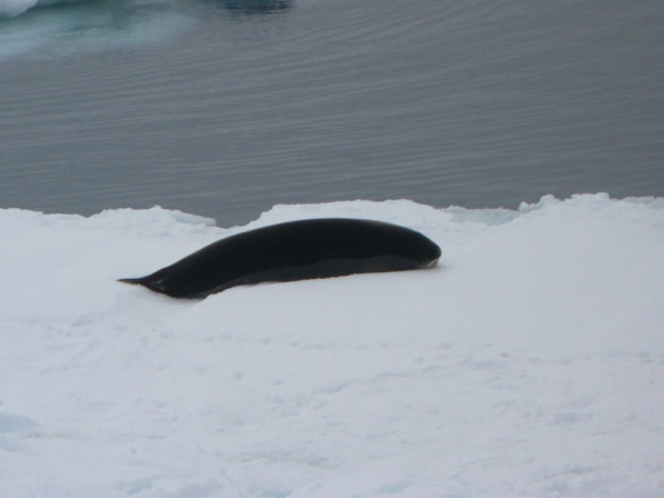 Ross Seal - normally not seen as are usually on heavy pack ice.