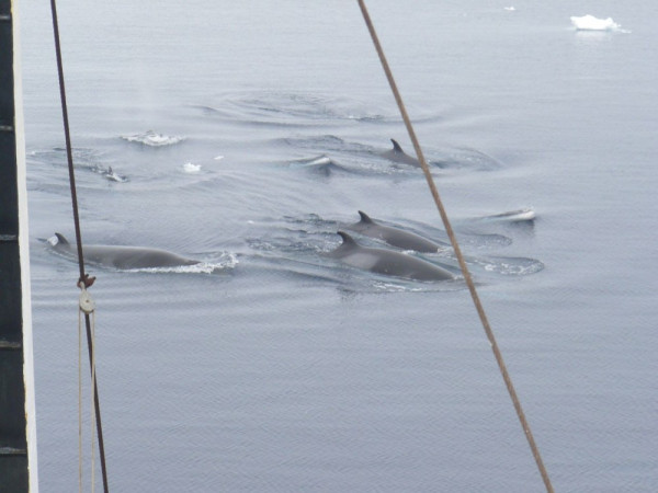 Minke Whales