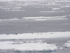 emperor and adelie penguins
