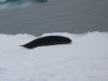 Ross Seal - normally not seen as are usually on heavy pack ice.