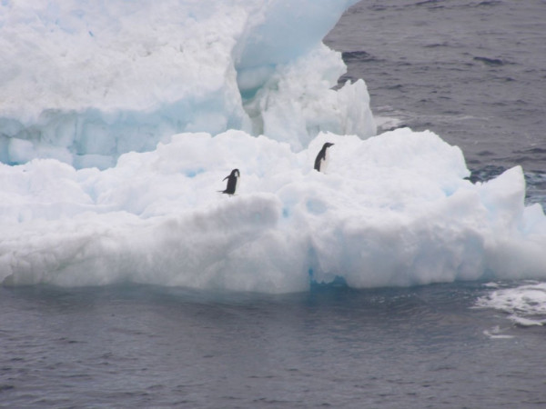 Adelies on an iceberg