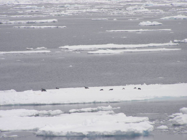 emperor and adelie penguins