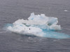 Adelie penguins on sea ice
