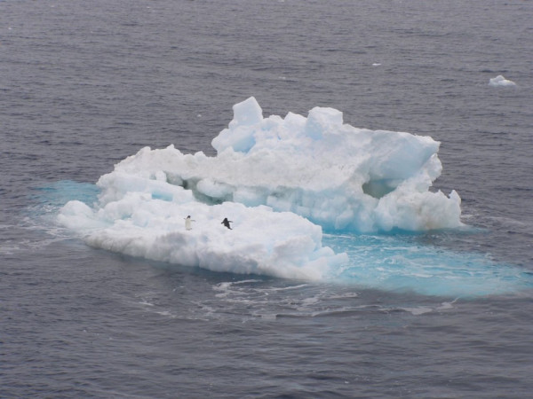Adelie penguins on sea ice