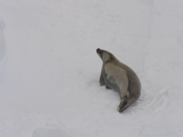 crabeater seal (they eat krill not crabs)