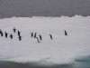 Adelies on an icefloe