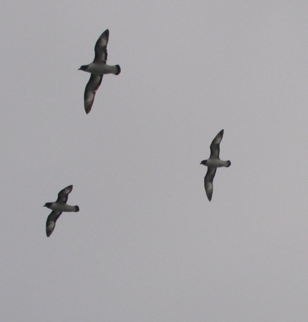 cape pigeons