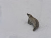 crabeater seal (they eat krill not crabs)