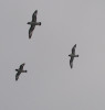 cape pigeons