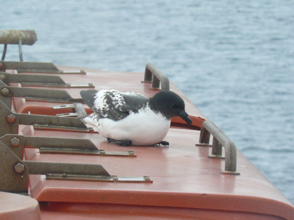 Southern Cape Pigeon hitching a ride